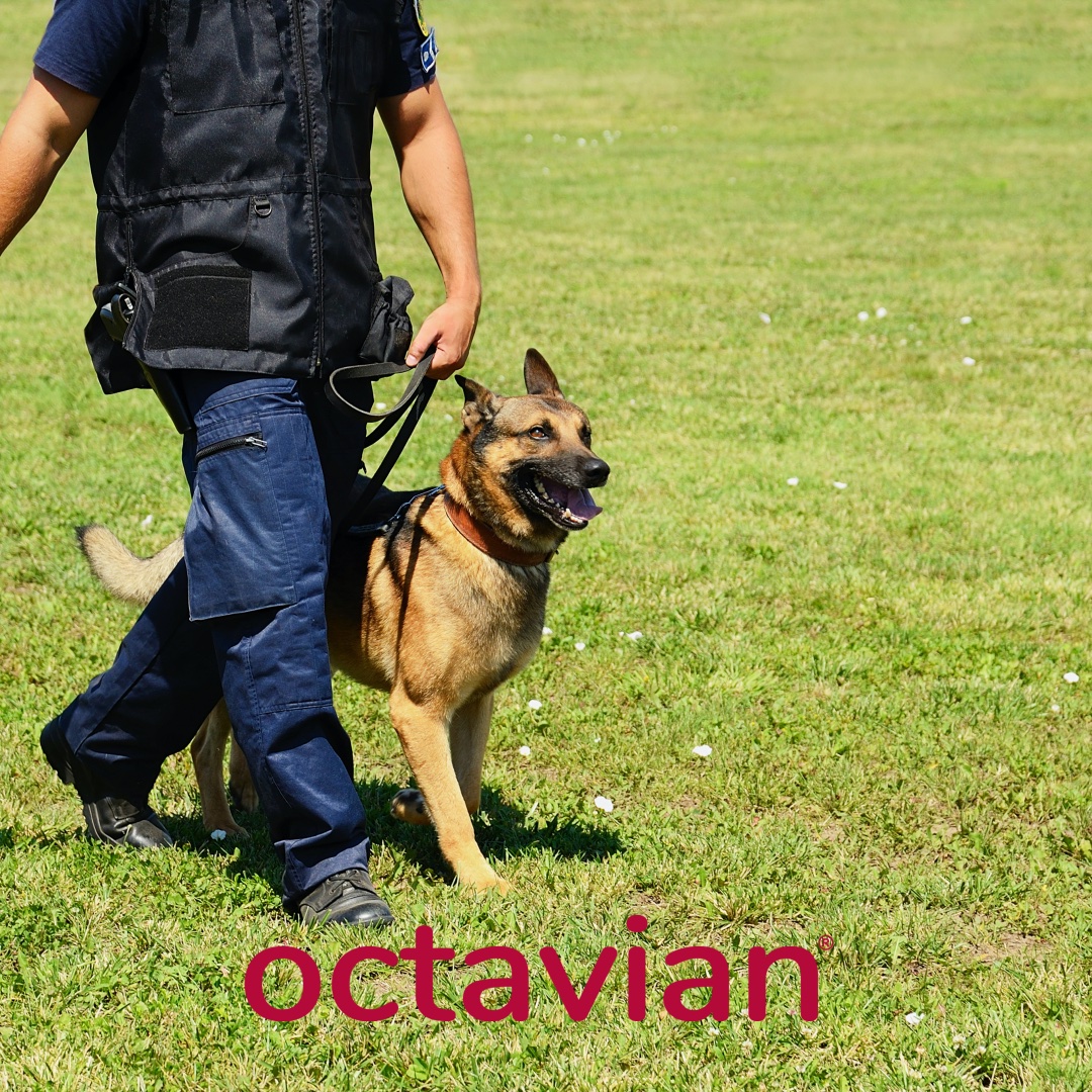 K9 Security: Where Loyalty Meets Vigilance

Find out more : octaviangr.com/uk/k9-security/

#k9security #security #octaviansecurity #sitesafety