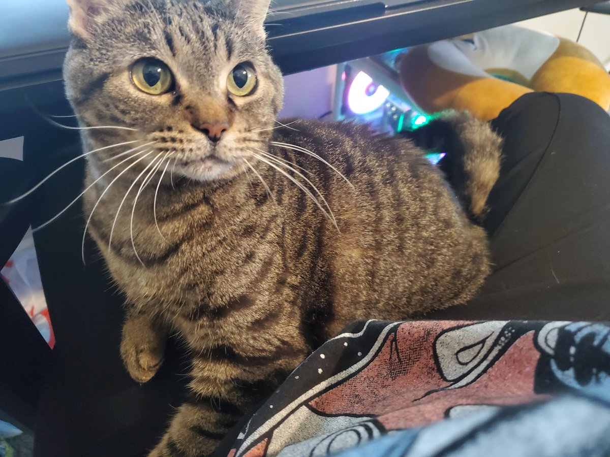 crisperonii's tweet image. Last night, I had to put my little angel to rest. She was the sweetest gremlin I could ever ask for, always sitting in my lap and inspiring chaos. I will miss her so much.