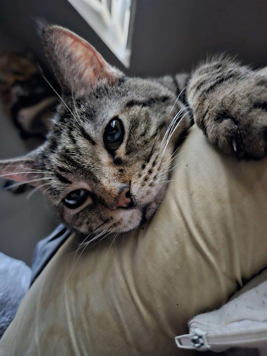 crisperonii's tweet image. Last night, I had to put my little angel to rest. She was the sweetest gremlin I could ever ask for, always sitting in my lap and inspiring chaos. I will miss her so much.