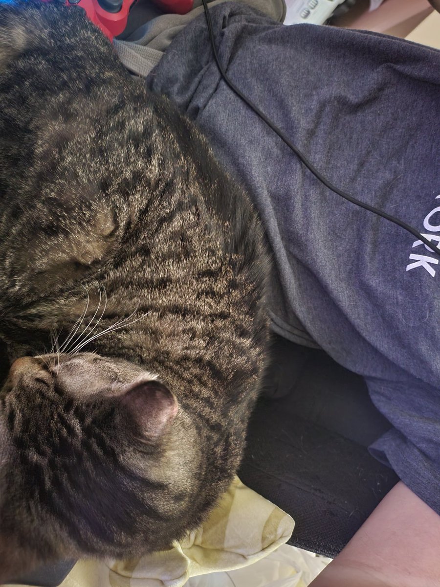 crisperonii's tweet image. Last night, I had to put my little angel to rest. She was the sweetest gremlin I could ever ask for, always sitting in my lap and inspiring chaos. I will miss her so much.