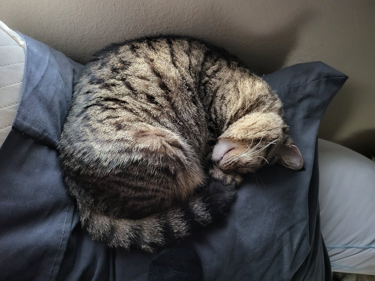 crisperonii's tweet image. Last night, I had to put my little angel to rest. She was the sweetest gremlin I could ever ask for, always sitting in my lap and inspiring chaos. I will miss her so much.