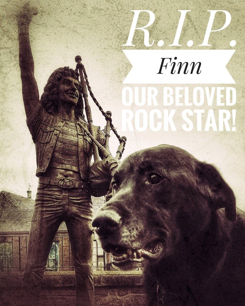 Our beloved Finn has crossed over the Rainbow Bridge. 

As we grieve, we also want to celebrate his incredible life and legacy as a Rock Star dog, so if you want to see more, please check out our tribute-

weewalkingtours.com/post/finn-trib…

#RainbowBridge #BestDogEver #Labrador #Edinburgh