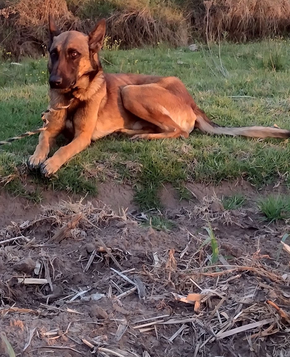 #Jiquipilco                                                                 #AmigoQueNoMiente Siempre  Será El Mejor Amigo Del Ser Humano 🐕‍🦺🥹