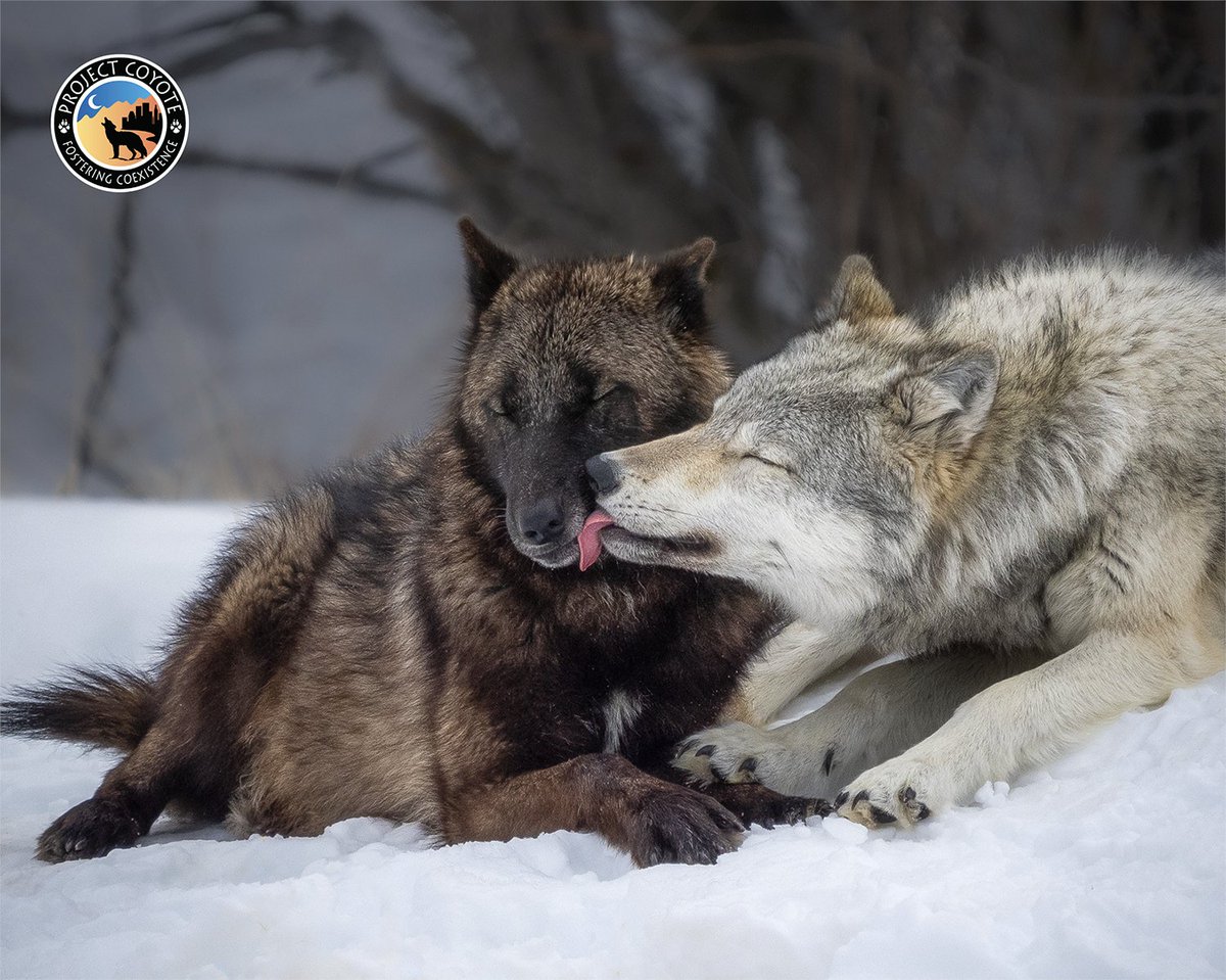 Thanks for joining us during #WolfAwarenessWeek!  Whether you're a dedicated wolf advocate or a budding wolf enthusiast, your support is crucial in our mission to #ProtectAmericasWolves. 

🐺 Visit ProjectCoyote.org to learn more.

📷 Candace Dyar