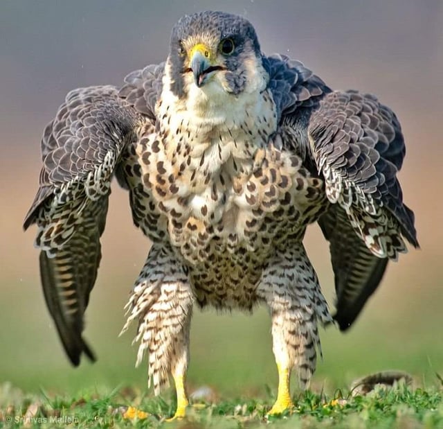 Greenpeace UK tweet media