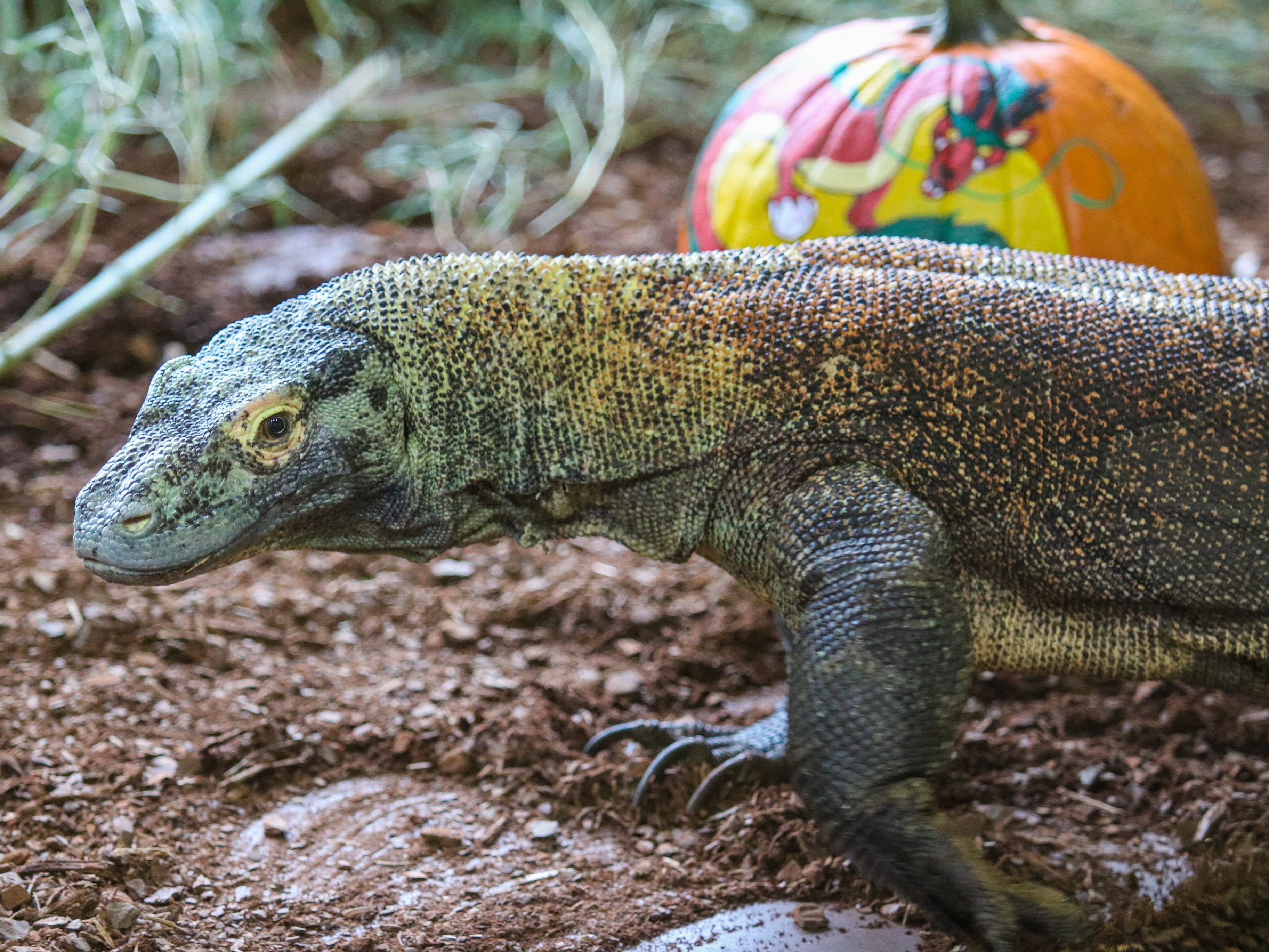 komodo dragon vs crocodile