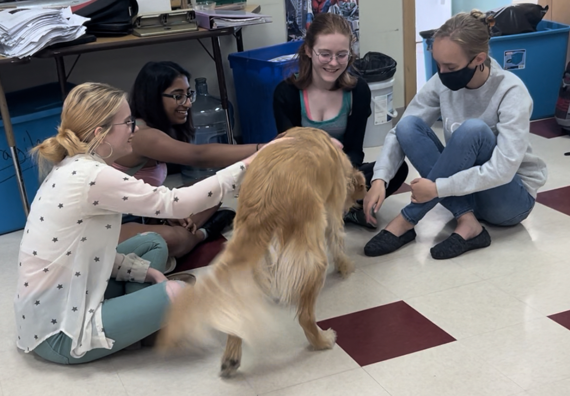 The relaxation group involved a 20-minute 'mindefullness' session, while the control group had no intervention. 
The results showed that children in the dog group had significantly lower cortisol levels than those in the control or relaxation groups.