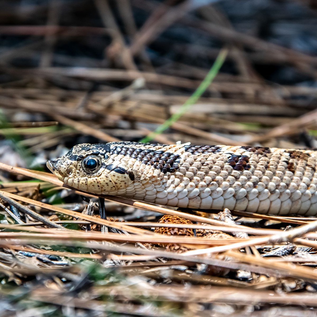 UGASREL's tweet image. Southern #Hognose #Snake populations have declined by over 60%. It is now being considered for addition to the #endangered species list. To safeguard the future of this species, it is crucial that we protect the longleaf pine ecosystems in which these snakes reside. #reptileday