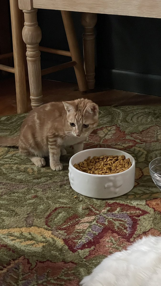 Sniff’s Alt tweet media