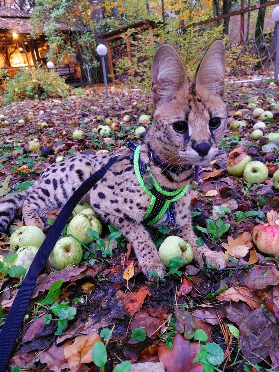 FlashWhite_'s tweet photo. Autumn photos with Sirius https://t.co/zKOWUtm2qu