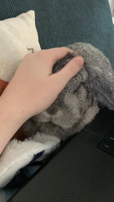 I&rsquo;m trying to edit, but she keeps throwing a fit whenever I stop petting her https://t.co/PTgNeKTnOv<a href="/tag/pee"class="tags"><span>#pee</span></a><a href="/tag/diaper"class="tags"><span>#diaper</span></a><a href="/tag/diapergirl"class="tags"><span>#diapergirl</span></a><a href="/tag/nsfwtwt"class="tags"><span>#nsfwtwt</span></a>