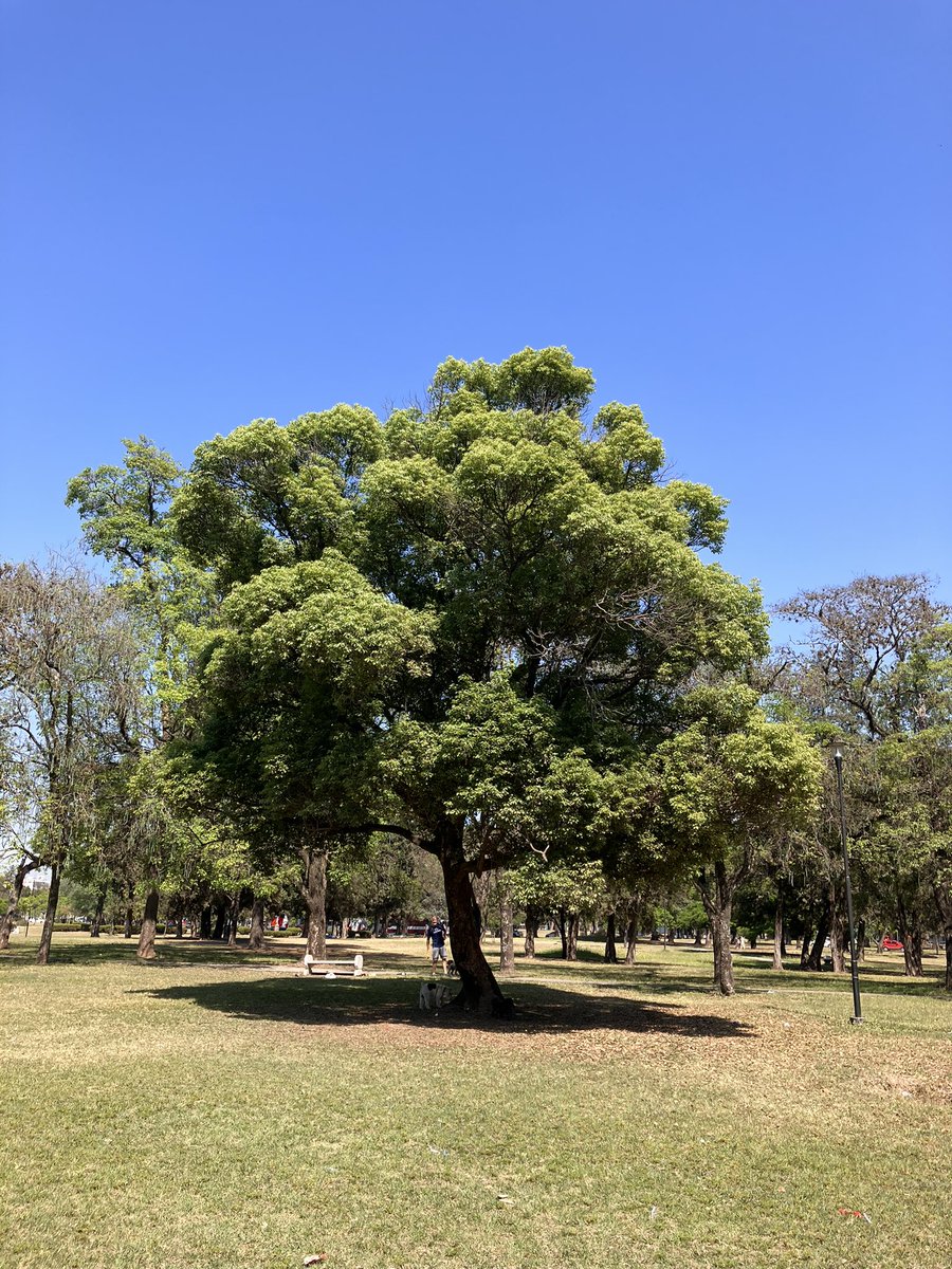 Quiero que mi futuro presidente tenga cómo políticas de gobierno el cuidado del medio ambiente y no que niegue el cambio climático!! Por eso hay que pensar y Votar a conciencia..! 🍀 
#CambioClimático #votasoyargentino #votaaconciencia #CONICET