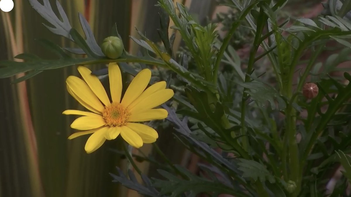 adarauva's tweet image. Se agradece una planta nueva jajaja

 #GHVIP21O