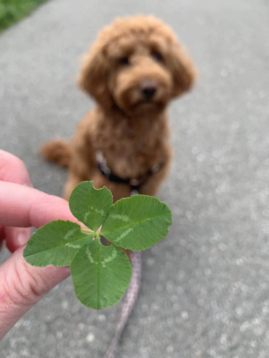 4leafers's tweet photo. I had just been thinking how I hadn’t seen one of these since I lost Jeannie 18 months ago. Winnie brought back the luck!  This is number 555 🍀😊 #fourleafclover #fourleafluck #luckywinnie https://t.co/Ye2GpkZITl