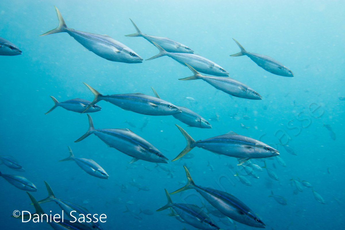 DanielSasse3's tweet photo. They are called rainbow runner. Really fast fish. Amazing to see when they hunt they are around 60-70cm in length. https://t.co/byu2YA0vlT