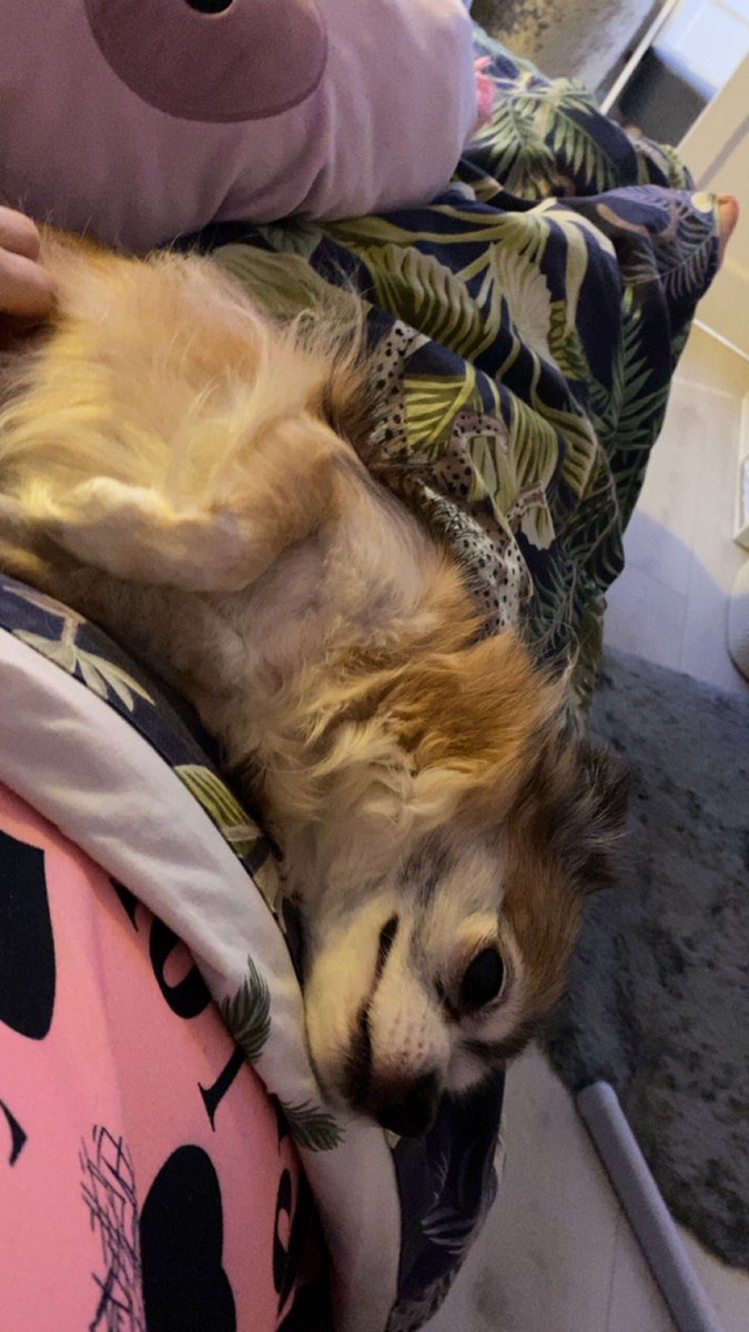 looopster's tweet photo. Trying to get work done when he’s sprawled over me like this!!! #dogmum https://t.co/Zgkhy33Yk6