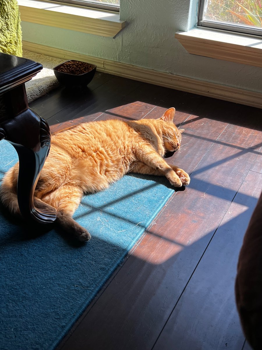 pathgirl19's tweet photo. Sunbeam boy. He does love the house. #Caturday https://t.co/c7mhz9f01X
