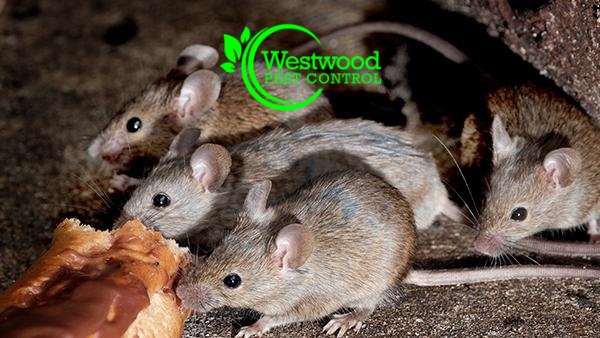 PestWestwood's tweet image. The best way to prevent diseases spread by rodents is to practice effective rodent control in and around your home. Get your free quote @ westwoodpestcontrol.com or call us 781-910-4165.
#rodentcontrol #rodentcontrolservice #rodentcontrolexperts #pestcontrol #micecontrol🐀