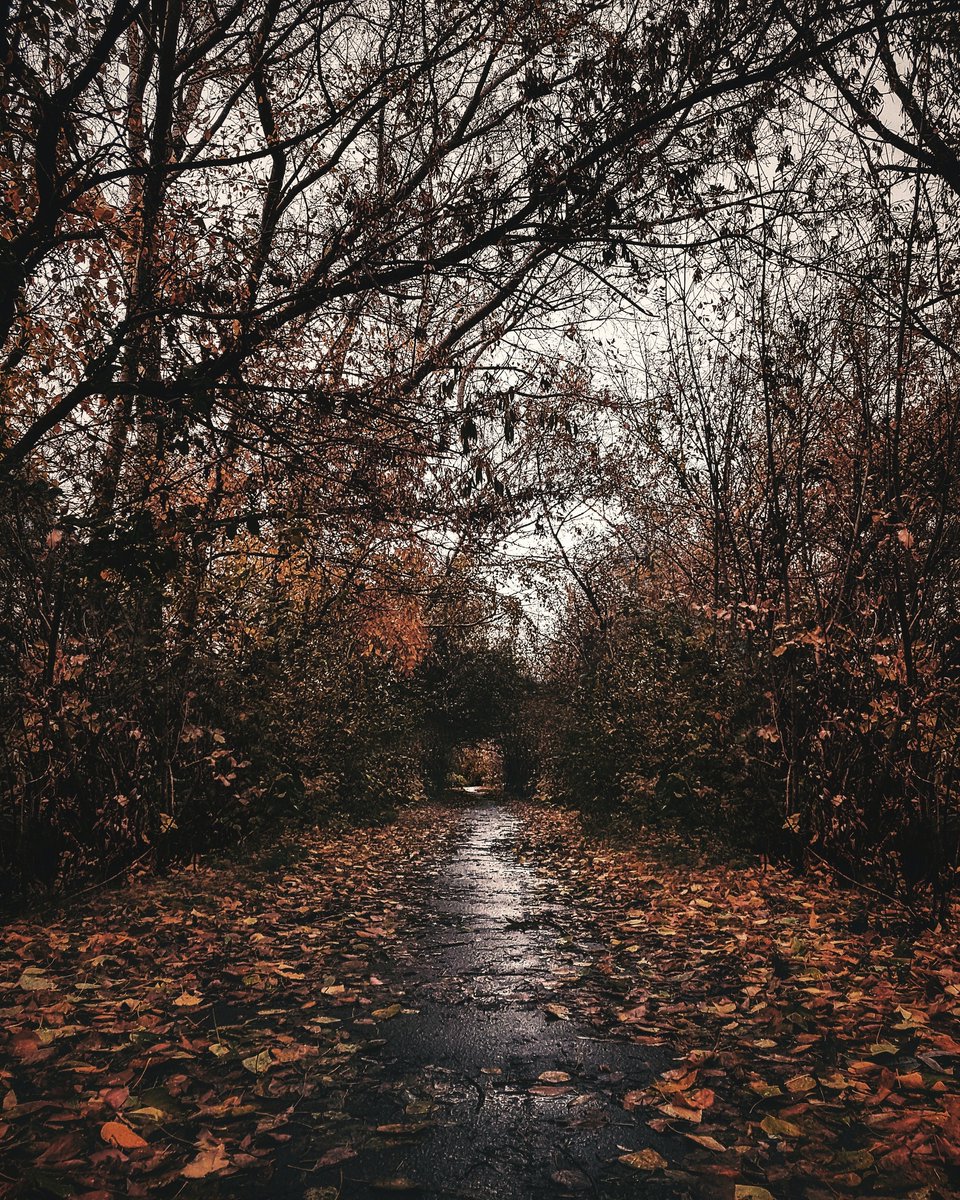 Autumn trees joyfully welcome the silt scent

#Autumn #rain #nature #naturelovers #landscape #landscapephotography #naturephotography #scenery #beautifulview #wonderful_places #awesomeearth #wallpapers #outdoors #travel #camping #exploretheworld #adventure #lifestyle