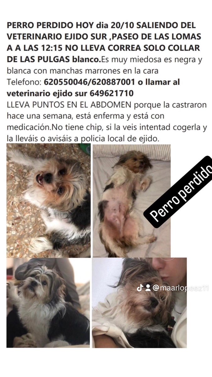 maaarlopeez's tweet photo. PERRA PEDIDA EN EL EJIDO ( ALMERIA) DIFUSIÓN PORFAVOR!! Está recién operada y necesita medicación #perroperdido #almeria #elejido https://t.co/0ToqefkBUC