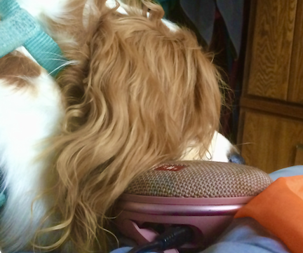 Momma plays me relaxing music when she hopes I'll be quiet for a while. Just to please her I put my ear right by her Bluetooth speaker...I must admit she has good taste in relaxation, the Brahms Lullaby is high on our list