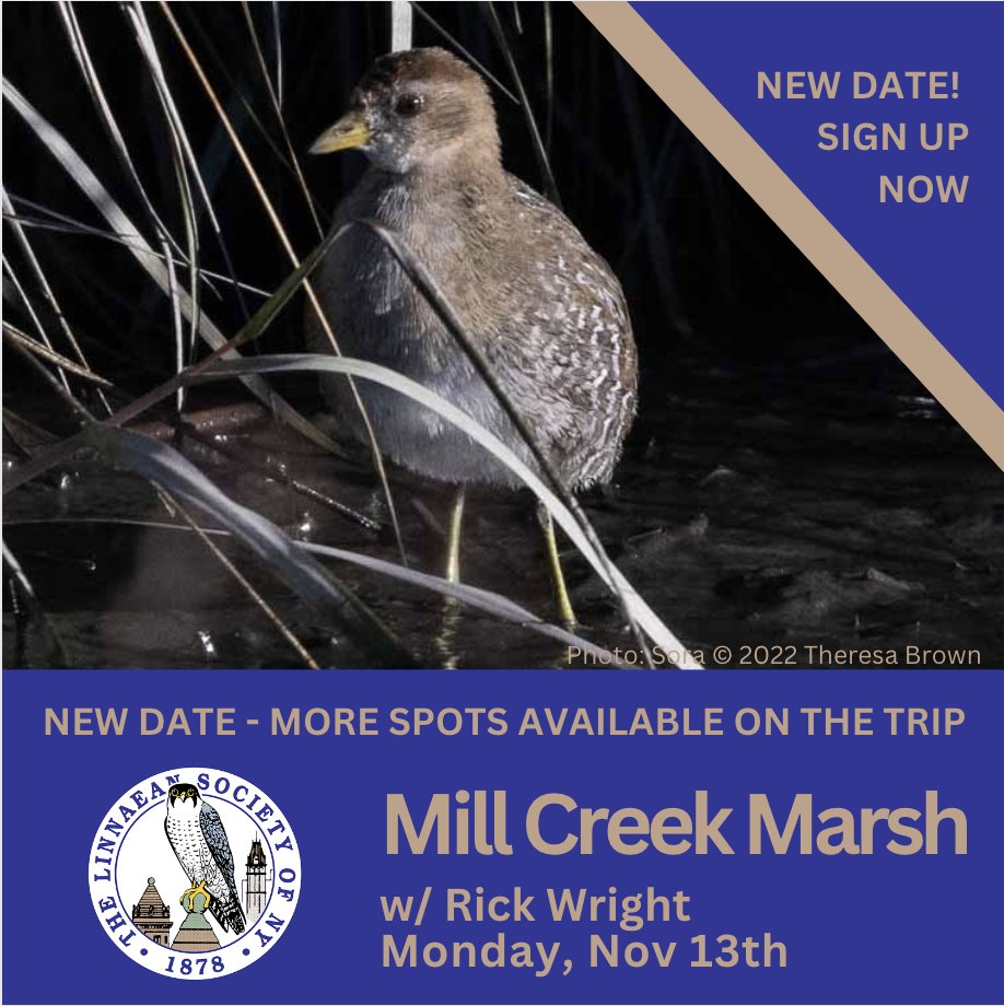 LinnaeanNY's tweet photo. Field Trip to Mill Creek Marsh, New Jersey⁠ , with Rick Wright New Date!  Sign up Now! Signup: https://t.co/kpCBJNyzdo…⁠ Photo: #Sora by Theresa Brown⁠ #LSNY #LSNYbirds #LinnaeanNY #StayCurious #Birds #Ornithology #Conservation #Nature #Birding #Migration https://t.co/dyzP6QzywM