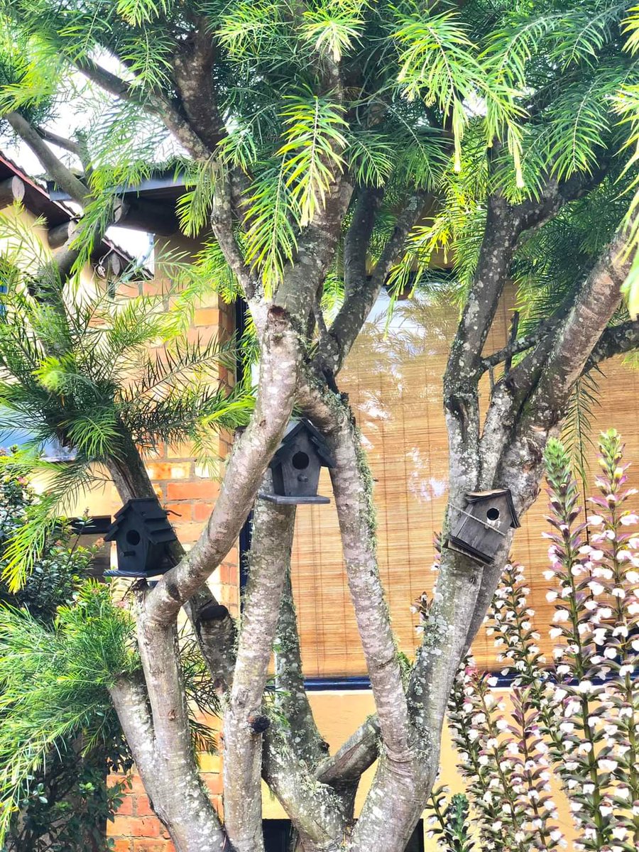MaximoG67244335's tweet photo. #PolígonoDeExpansiónSilvestre #LaCalera 🐦🐣🦉 Aprobado #PlanParcial y #Construcción, todos los servicios disponibles, pensado y creado exclusivamente para los nativos del territorio. #NoAlPBOT #NoALaRegiónMetropolitana #LaSabanaDecide #VidaAlRededorDelAgua https://t.co/1oM4n6yRk3
