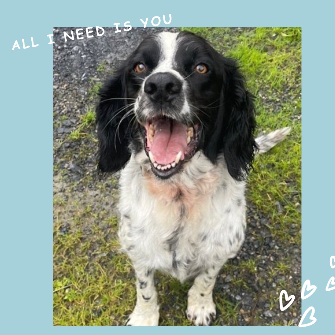 MADRADogRescue's tweet photo. 💖 Luke 💖

#SpringerSpaniel, Luke, is  friendly, loving &amp; fun 🥰

Sadly due to change in circumstances he is looking for a new forever #family 

Luke, 7 yrs old, loves company &amp;has lived with children! The perfect pet💕

More 👉
https://t.co/SH26ubvSNs

#AdoptDontShop #opt2adopt https://t.co/V49HVodVZK