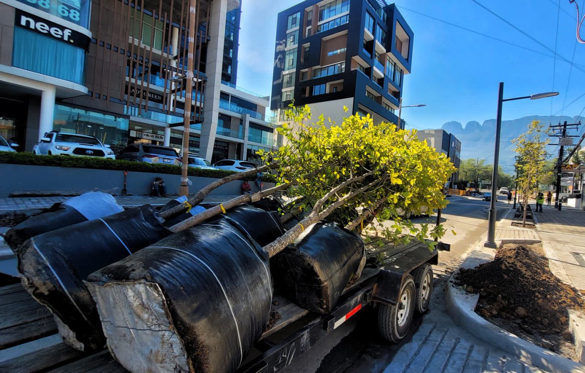 Llegan más árboles 🌳  al Centrito.