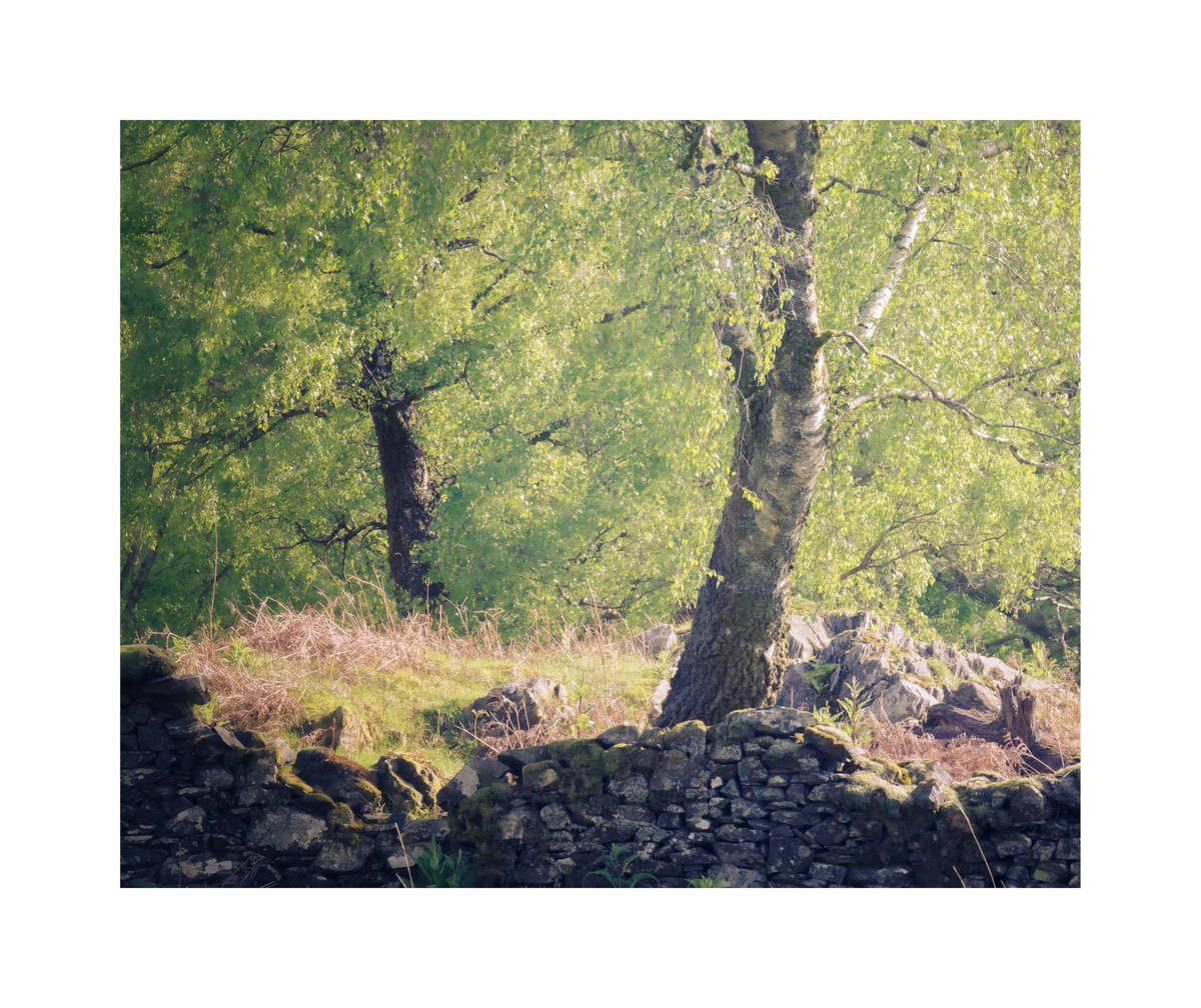 Let’s dance… Watch the video here👇 INCREDIBLE TREESCAPES - Mindful woodland photography YouTube.com/maliphotography #woodland #morninglight #appicoftheweek #woodland #mindful #nature #trees #beautiful #treescapes #woodlandphotography #nature #woodland #trees #tree #forest