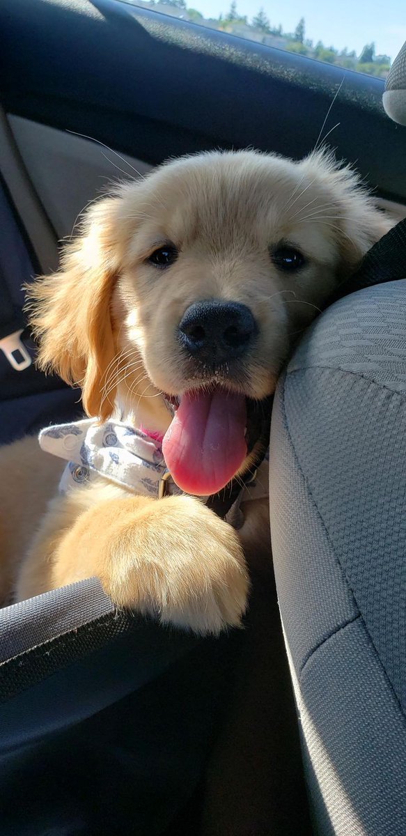 So adorable cute puppy 🥰🤗🥰