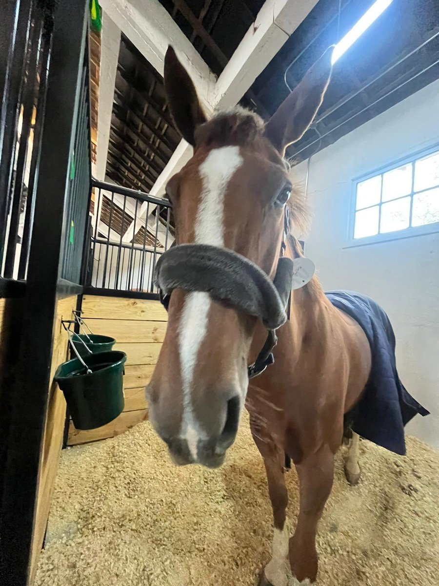 Guess where we are…. 🐴 ✈️🌎