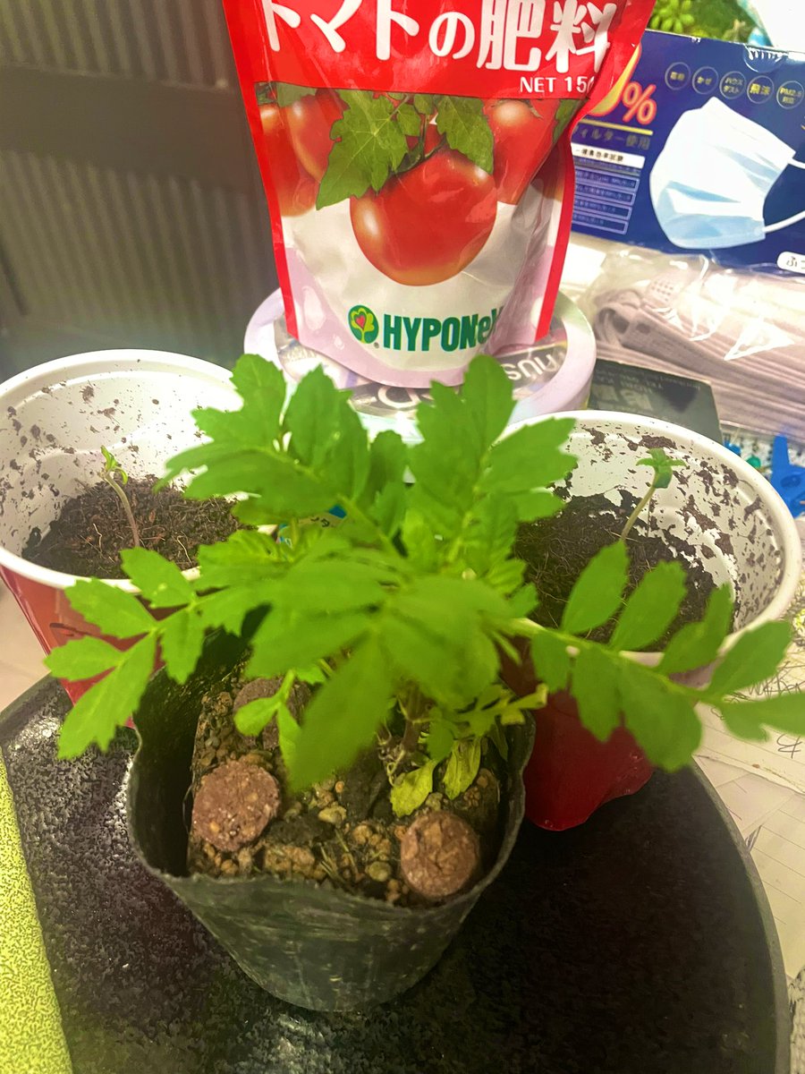 ２.5日目

定期的に投稿するの難儀やっさ〜
元気どーなんくるないから
好きにやったらいいさ〜

#100日チャレンジ