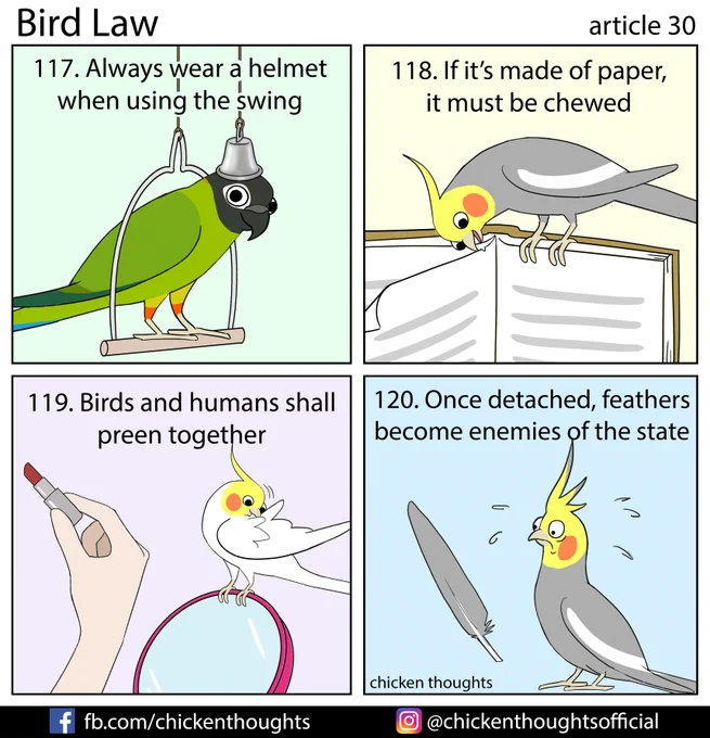 Bird law article 30 starring Bruce, Emmy, Chopper (@choppertiel), and Astro (@astro_tiel)!