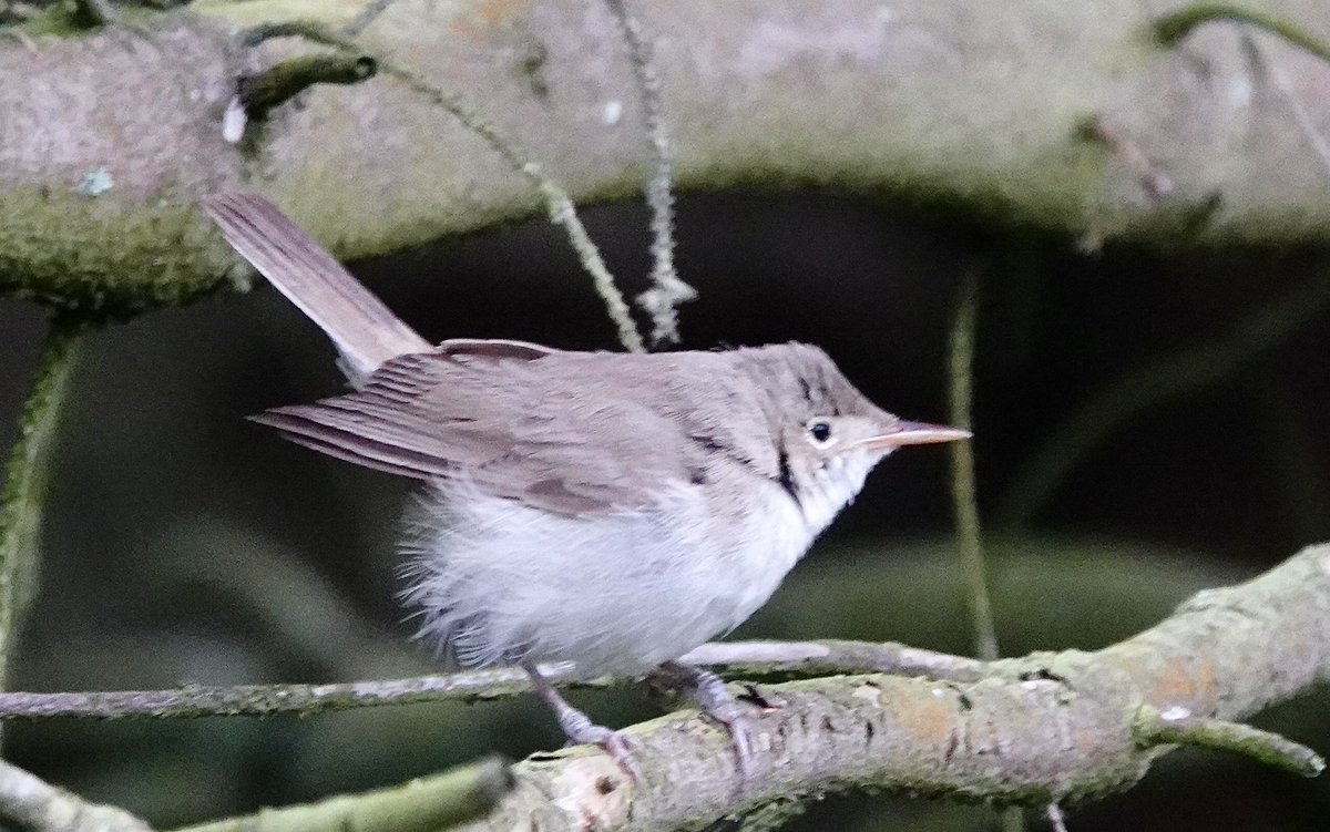 When the images appeared of yesterday's Olivaceous Warbler the finder John Irvine, myself and others were scratching our heads. In the field this morning we were leaning towards Western and after it was trapped and measured it was confirmed to be of that species. At Skibberhoull.