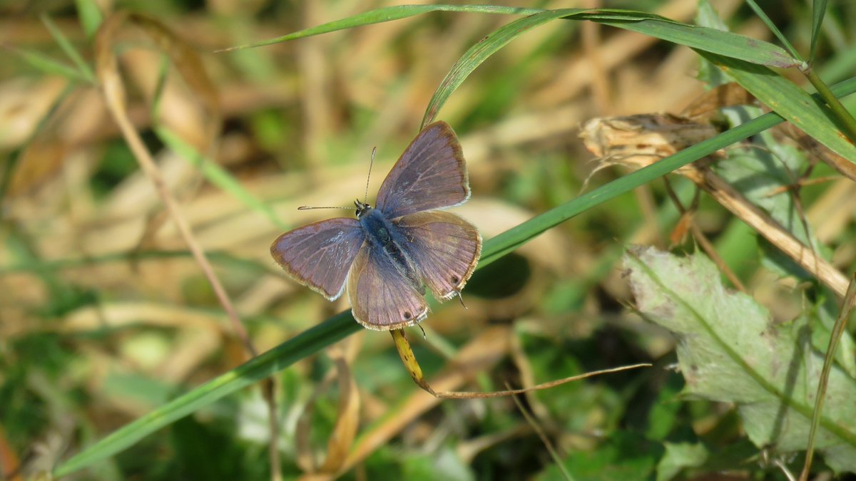 PoppylandNature's tweet photo. Long-tailed Blue at Whitehawk Hill, Brighton last month https://t.co/uLOlvf5SHg