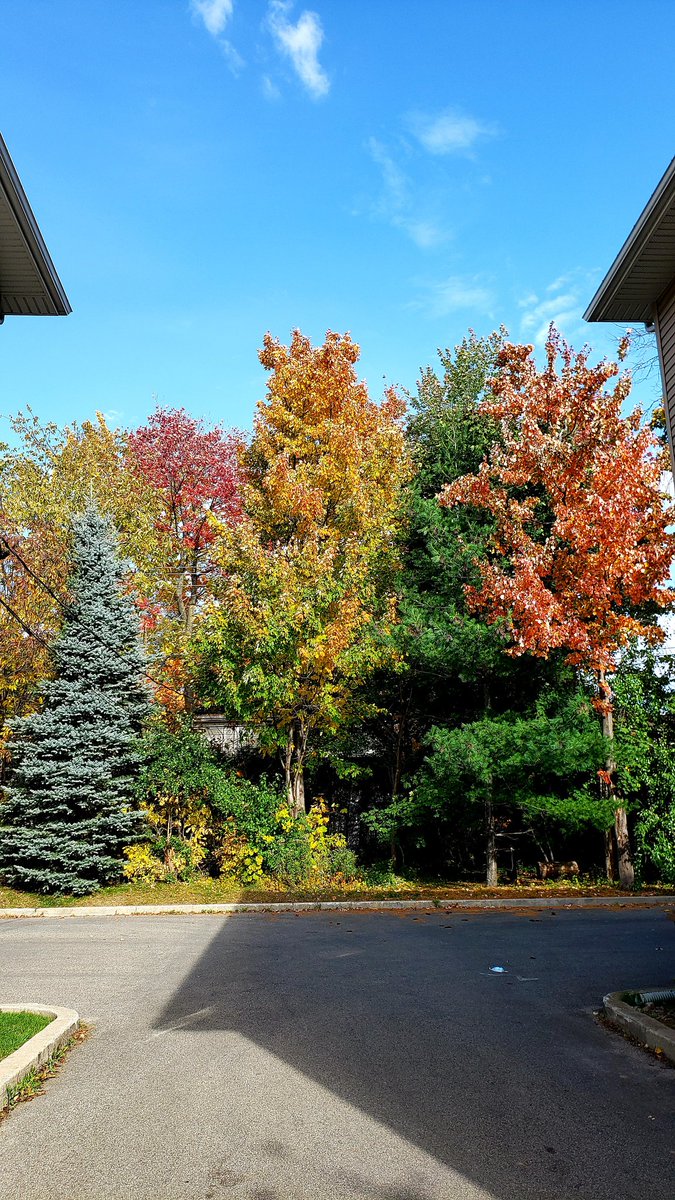 Rabih_Guitars's tweet photo. Fall is here..
#fall #canadianfall #fallishere #fallphotos #NatureBeautiful #yellowleaves #NaturePhotography #naturelovers #NatureBeauty #Canada 
@RomancewithJG https://t.co/O9xBFG7Whw