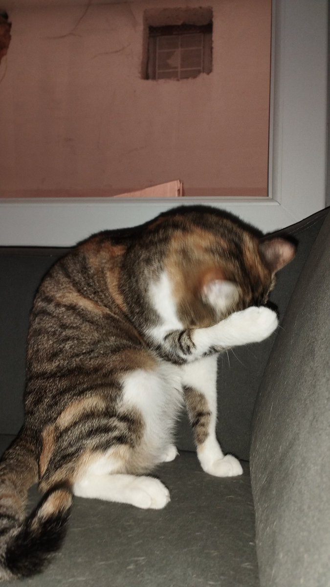 Utaniom

#kedi #cats #Caturday #CatsOfTwitter #CatholicTwitter