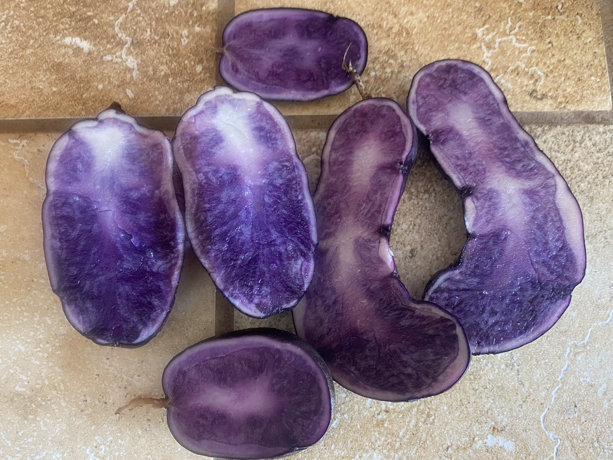 Harvest purple potatoes yesterday. 
Clean. Cut. Roasted. Delicious new potatoes fried.