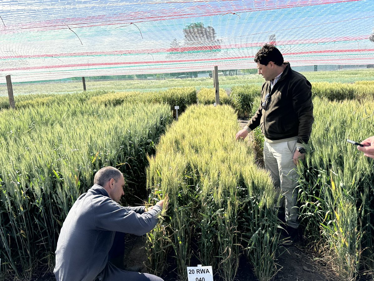 GyEsemillas's tweet photo. De recorrida con la compañía de @ragtsemillas_ar . Visitando ensayos y comprobando la performance de los materiales a campo. Trigo, Colza Invernal, Cebada y Arveja. Muy entusiasmados con lo que tenemos y con lo que se viene. https://t.co/JfW2Dh5aAc