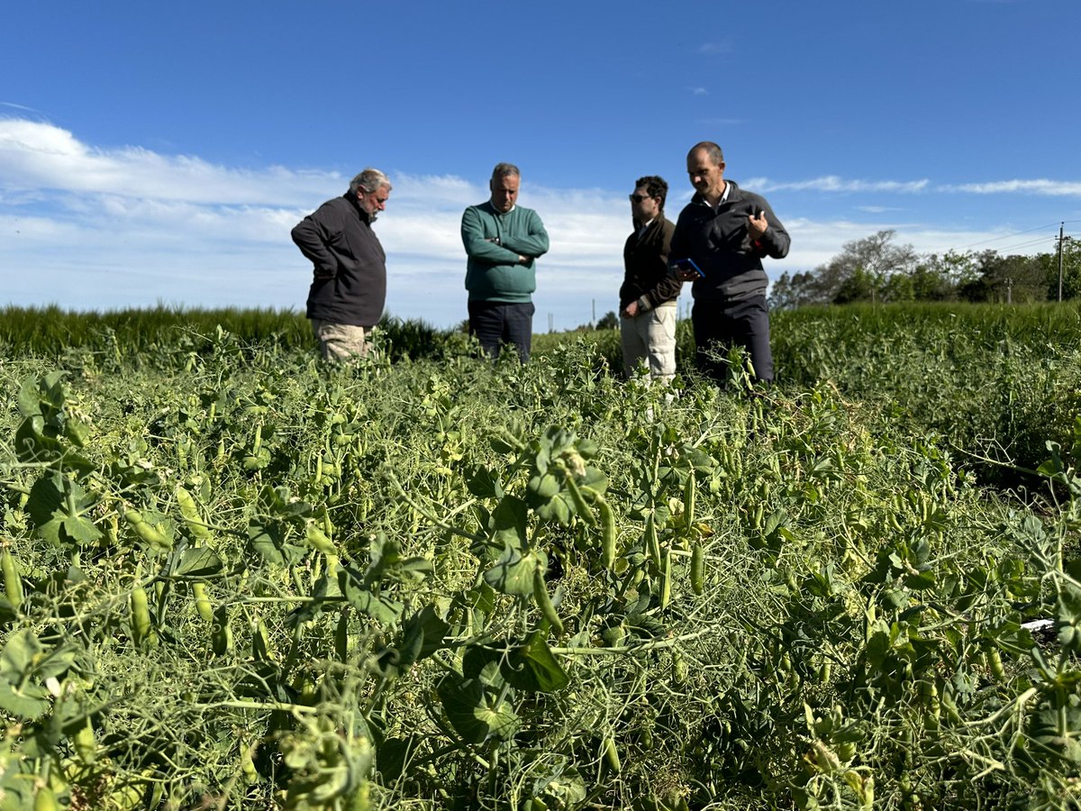 GyEsemillas's tweet photo. De recorrida con la compañía de @ragtsemillas_ar . Visitando ensayos y comprobando la performance de los materiales a campo. Trigo, Colza Invernal, Cebada y Arveja. Muy entusiasmados con lo que tenemos y con lo que se viene. https://t.co/JfW2Dh5aAc