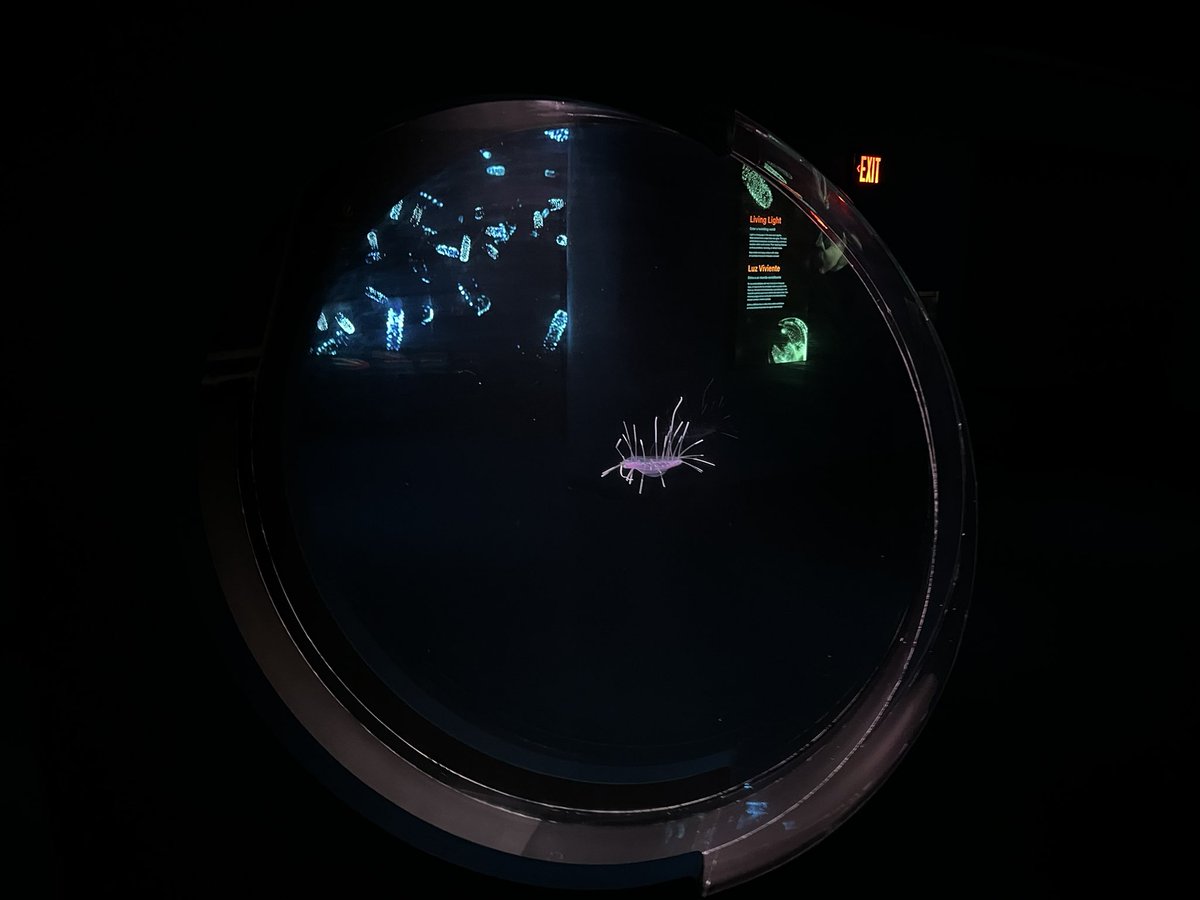 Cool deep sea jelly alert: the Dinner Plate jelly, Solmissus incisa. Collected in Monterey Bay at 800m with ROV Ventana. This is the first one we’ve been able to display at the <a href="/MontereyAq/">Monterey Bay Aquarium</a>. Hopefully the 1st of many.

#deepsea #jellyfish #ROV