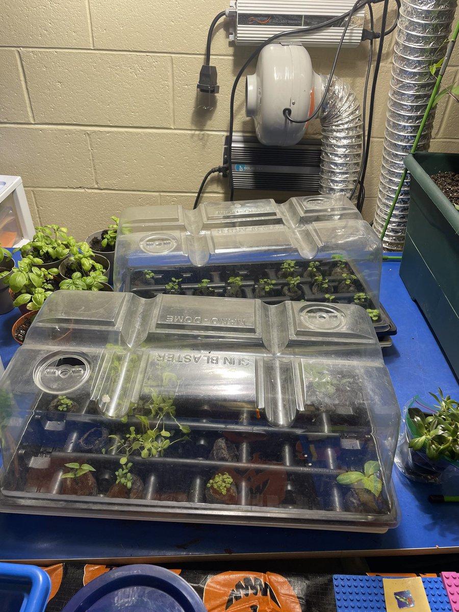 Mme. Higdon (@tanyahigdon1) on Twitter photo Le début de nos plantes! Thank you Little Green Thumbs for providing this wonderful opportunity to students! <a href="/Goulds_Elem/">Goulds Elementary</a> <a href="/littlegrnthumbs/">Little Green Thumbs</a> <a href="/AITCNL/">Agriculture in the Classroom NL</a> Le début de nos plantes! Thank you Little Green Thumbs for providing this wonderful opportunity to students! <a href="/Goulds_Elem/">Goulds Elementary</a> <a href="/littlegrnthumbs/">Little Green Thumbs</a> <a href="/AITCNL/">Agriculture in the Classroom NL</a>