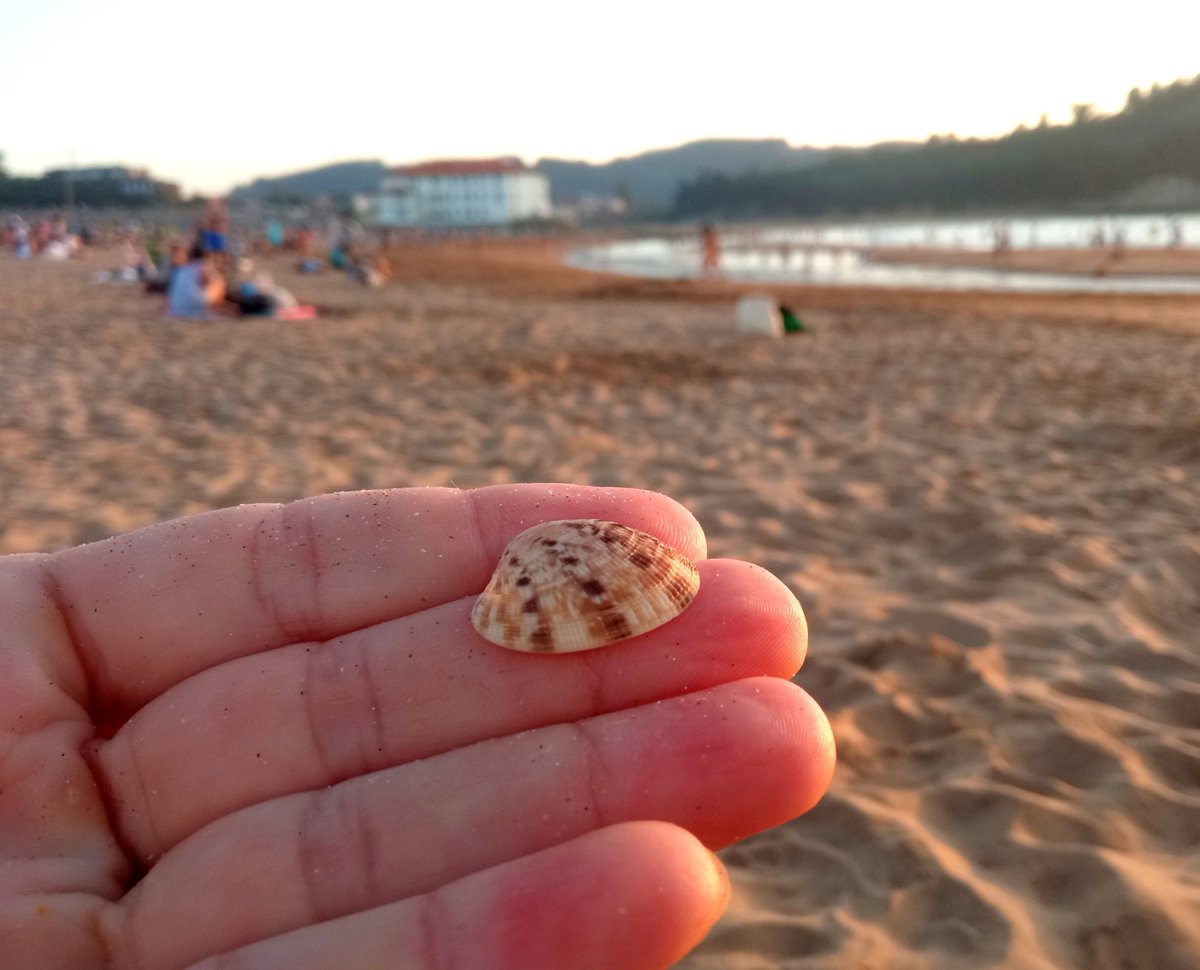 fjosepena's tweet photo. Malacología 🐚en #Plentzia ... La almeja japonesa 🇯🇵
➡️ #Ruditapes philippinarum
➡️ Fino reticulado granulado
➡️ Introducida en Europa en 1980 ahora compite con la almeja autòctona #Ruditapes decussatus https://t.co/aY9GNvE6sE