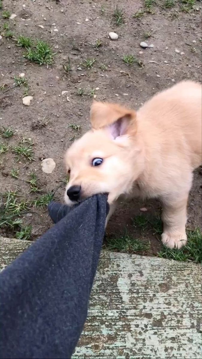 💖 (@twaniimals) on Twitter photo 