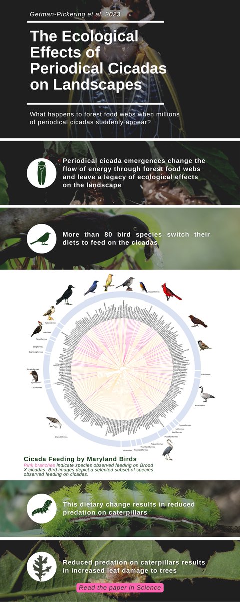 Dr. John Lill, in collaboration with others, has released a new research article on periodical cicadas! Read the article here:
science.org/doi/10.1126/sc…