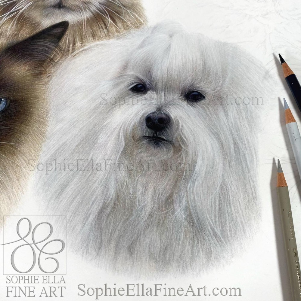 This is Megan🤍I loved drawing her beautiful white braided fur 🥰 #petportrait #petportraits #giftideas #dogportrait #dogdrawing #colouredpencilart #coloredpencilart #youngartist