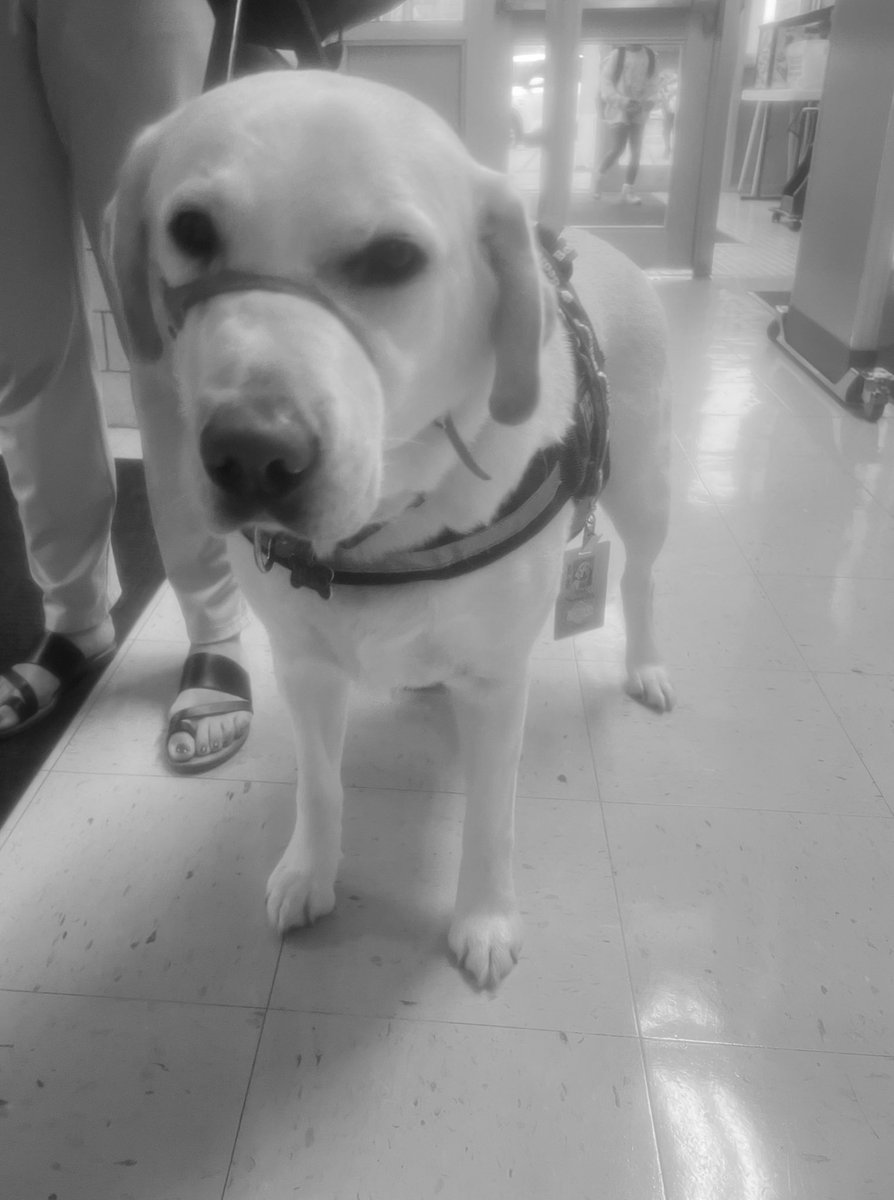angela_siwik's tweet photo. Our newest addition to Glendale was welcomed with open paws. Uno is badged up and ready to bring the calm 💚
@BCSDGlendale https://t.co/RwDJP2I94s