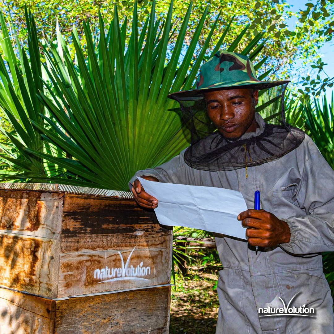 Naturevolution's tweet image. Nous avons des nouvelles du miel du Makay !🍯
✒ Olivier, notre chef de projet apiculture dans le Makay se lance dans la rédaction d’un journal de bord ! Des articles publiés régulièrement vous tiendront au courant de l’avancée du projet sur place. 📖 ➡ naturevolution.org/miel-du-makay-…