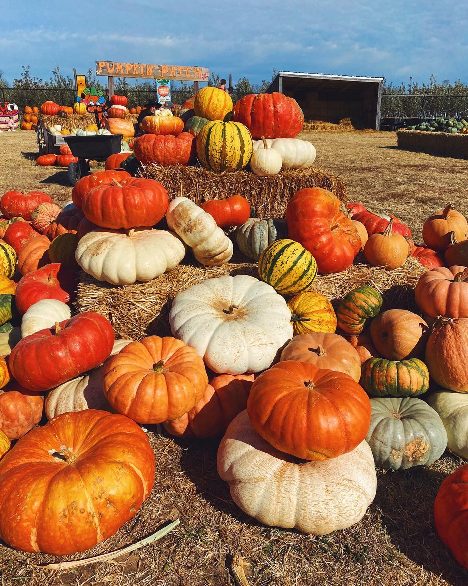 artourism's tweet photo. Looking for fall fun? Head to McGarrah Farms in Northwest Arkansas for a pumpkin patch, hayrides, fall games and more! #ARAmbassadors #VisitArkansas #ArkansasFall 📷: Riley S. and Grace A. https://t.co/X1Ia7cmSsZ